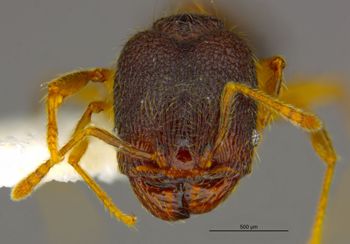 Media type: image;   Entomology 34412 Aspect: head frontal view